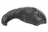 Fossil Whale Ear Bone - Miocene #69678-1